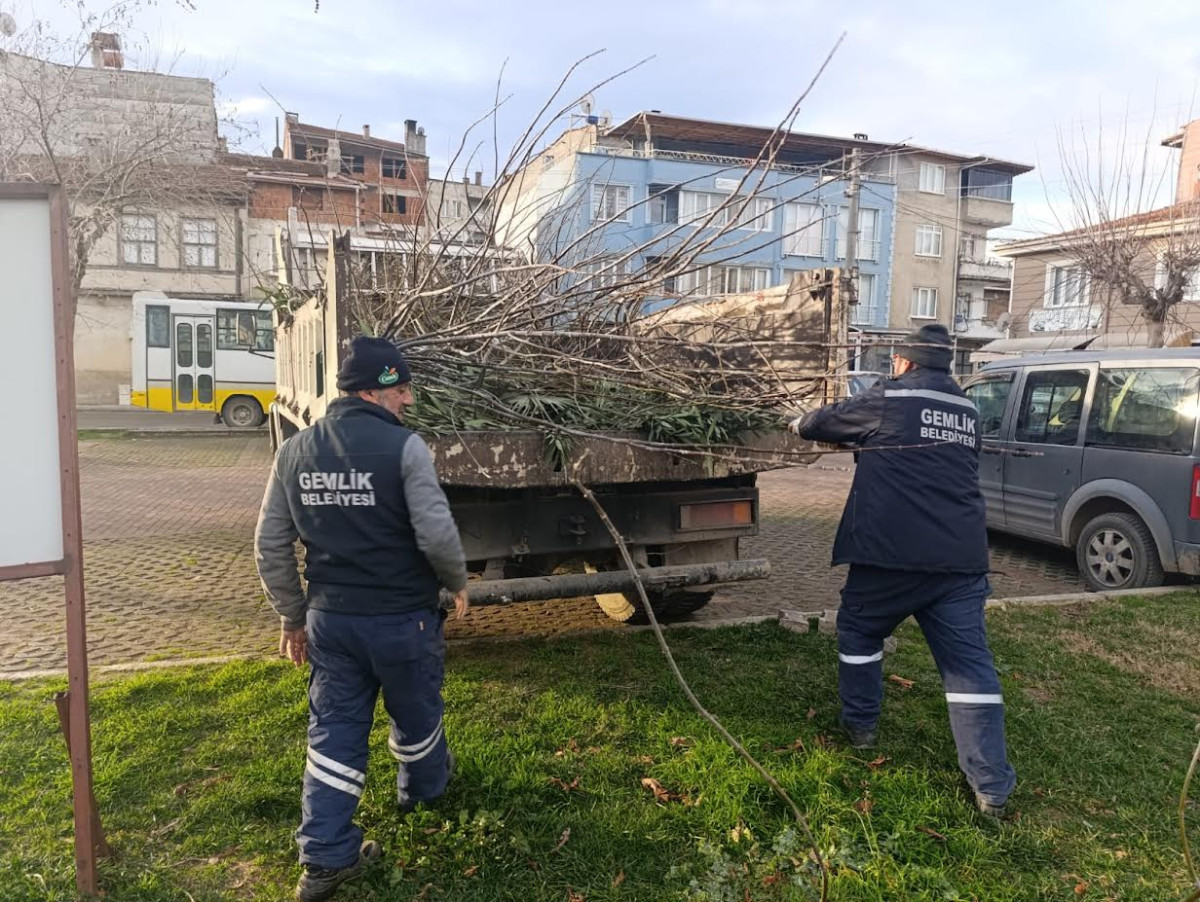 Park ve Yeşil Alanlarda Budama Çalışmaları Sürüyor